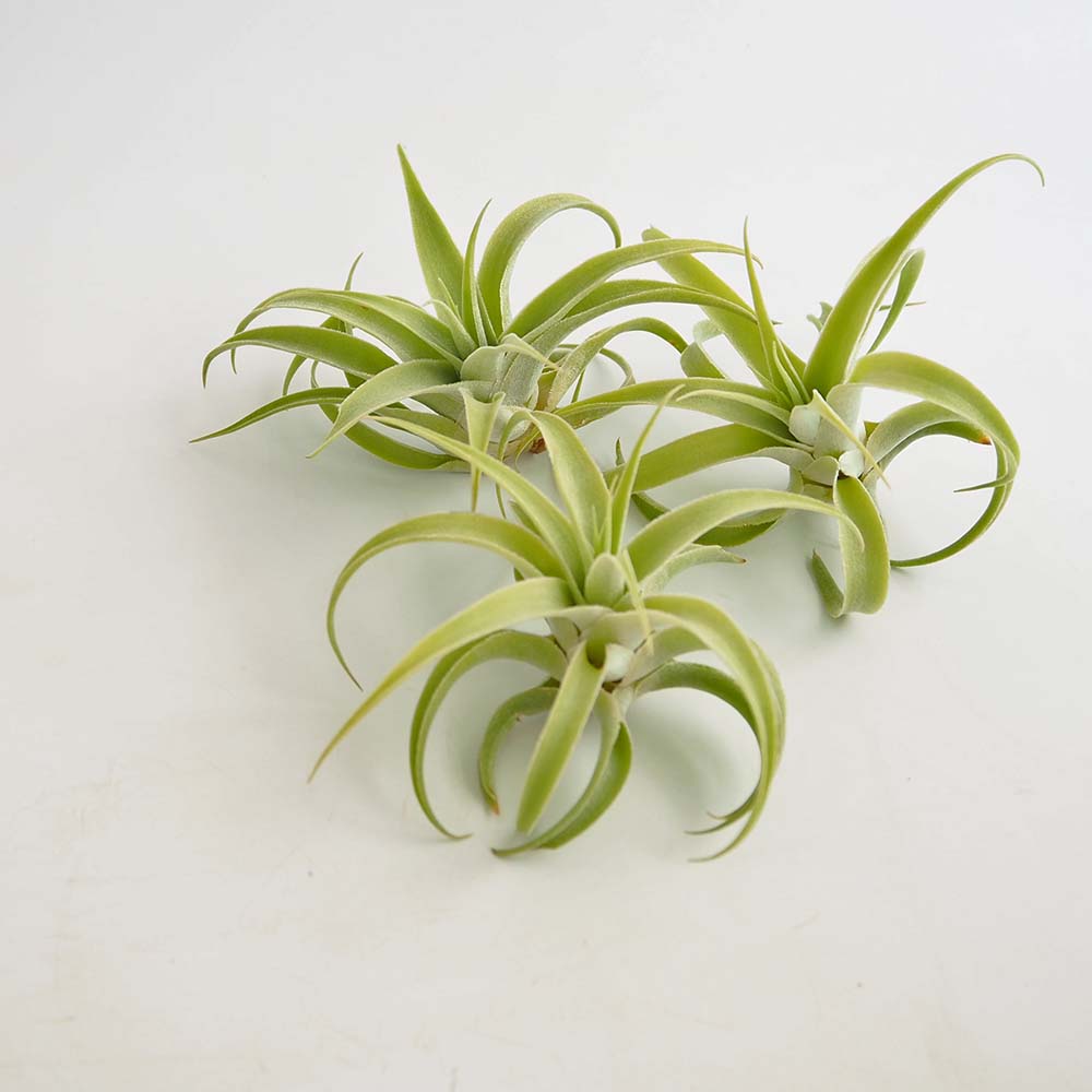 送料無料 カクティコラ アルバ エアープランツ チランジア エアプランツ Lサイズ 幅約5cm 高さ約cm 1個売り エアープランツ エアプランツ チランジア ティランジア 観葉植物 おしゃれ 吊り下げ インテリア 壁掛 小型 ボタニカル Educaps Com Br