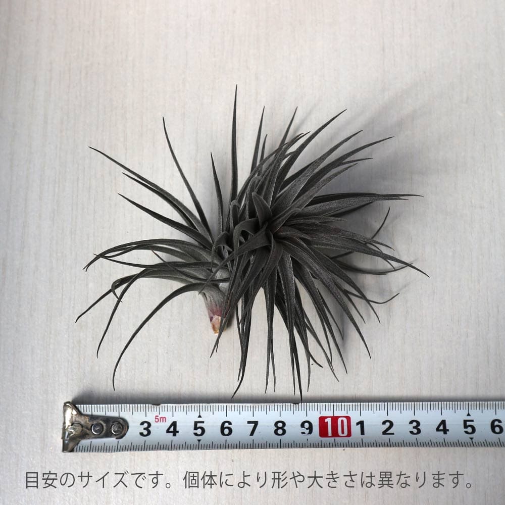 貨物輸送無料 アエラントス ニグラ エアープランツ チランジア エアプランツ 幅員近くに5cm 物量さ約15cm 1個売り エアープランツ エアプランツ チランジア ティランジア 観葉草木 きりっとした 釣下げ インテリアデコレーション 粧飾 小型 ボタニカルライフ