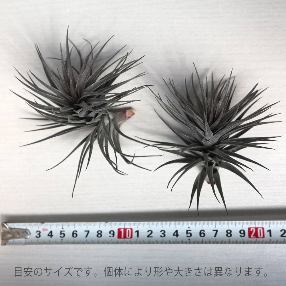 貨物輸送無料 アエラントス ニグラ エアープランツ チランジア エアプランツ 幅員近くに5cm 物量さ約15cm 1個売り エアープランツ エアプランツ チランジア ティランジア 観葉草木 きりっとした 釣下げ インテリアデコレーション 粧飾 小型 ボタニカルライフ