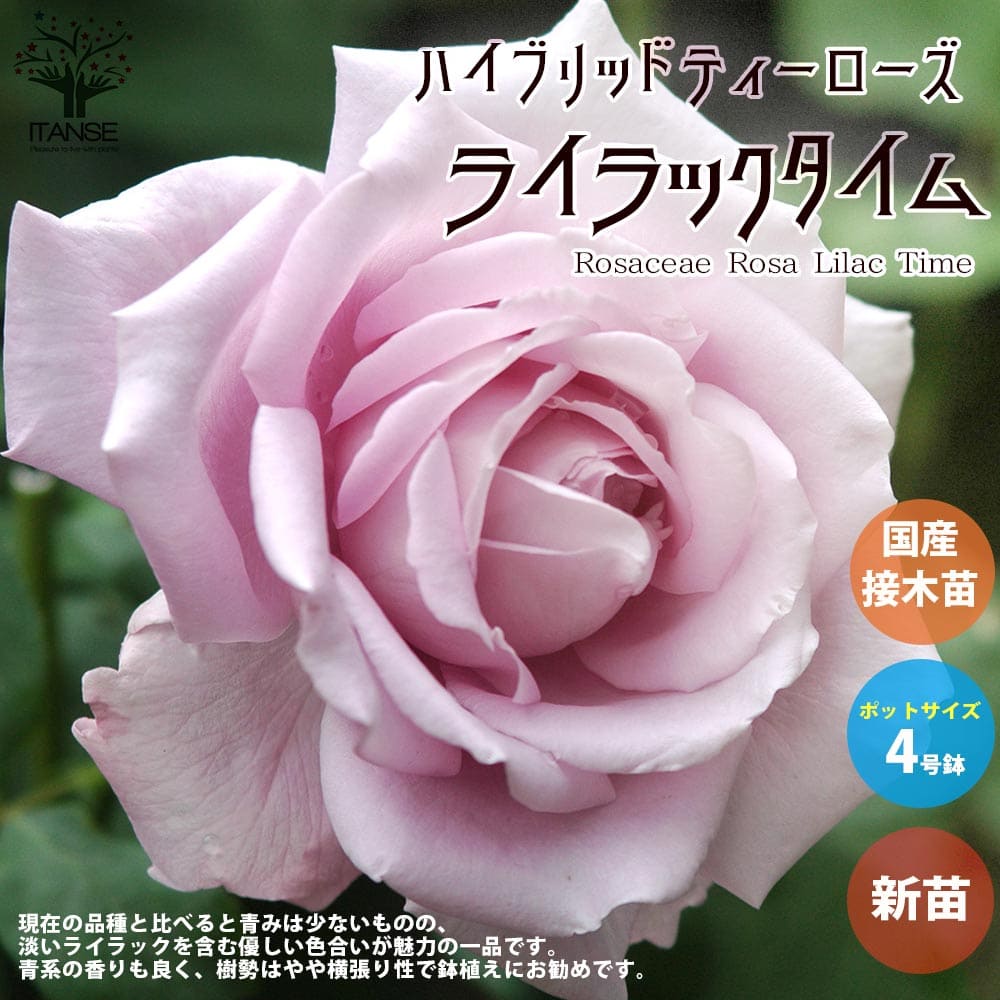 送料無料】 つるバラ 