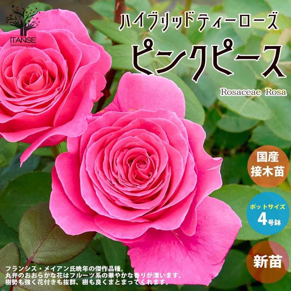最大52%OFFクーポン 薔薇の苗 アンネフランク 四季咲きフロリバンダローズ バラ苗 バラの苗 薔薇苗 花苗 花の苗 ローズガーデン イングリッシュガーデン rose バラ園 フラワーガーデン C 団扇 うちわ バラ ばら 薔薇 赤 レッド