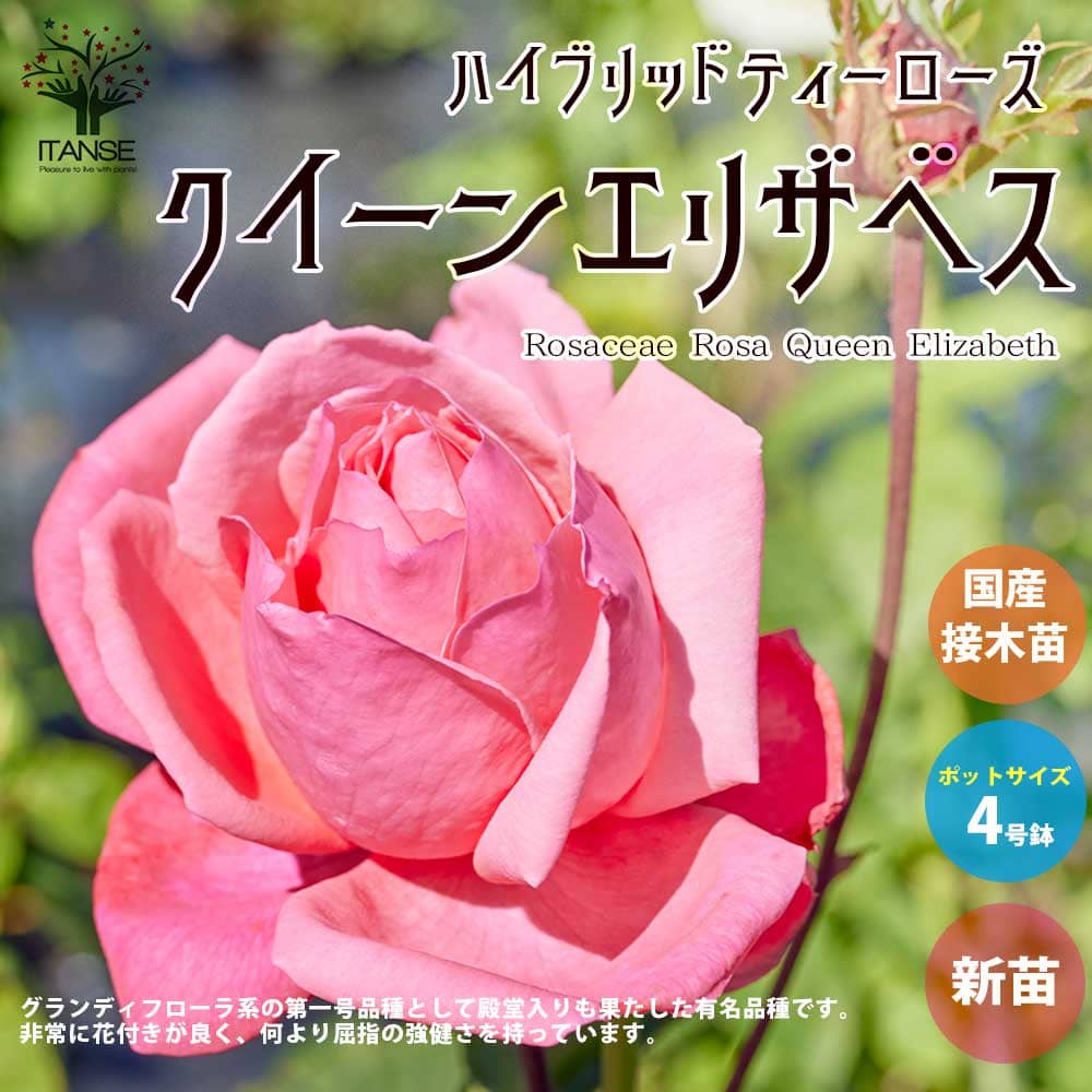 楽天市場】【送料無料】薔薇の苗 クイーンエリザベス (四季咲き