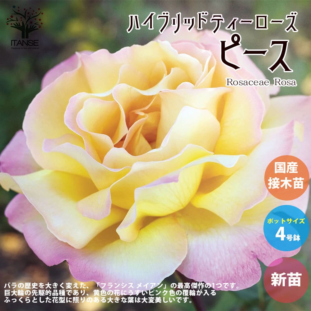楽天市場】【ふるさと納税】個性豊かな香る四季咲バラ苗
