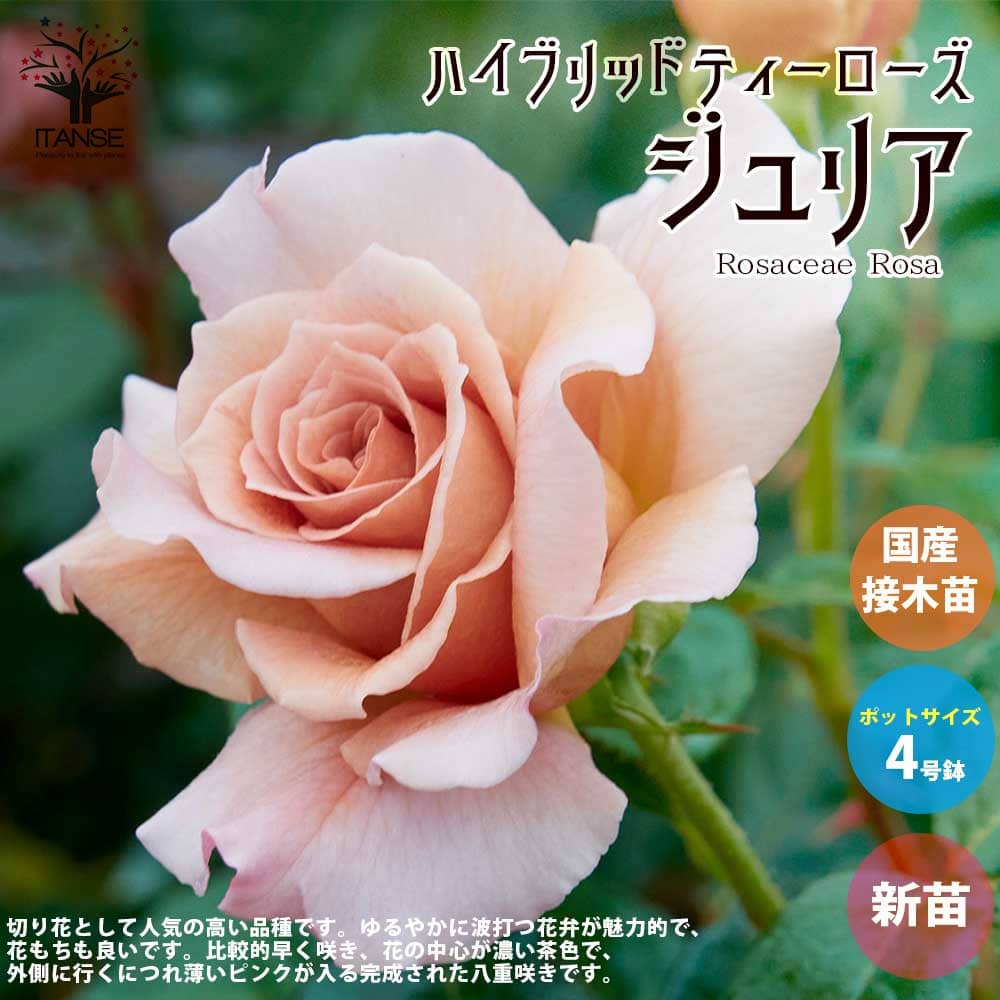 史上最も激安】 確認用 バラ苗 接木新苗 イヴ 和バラ 切り花品種 薔薇