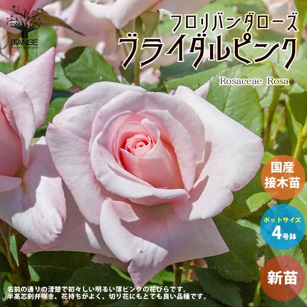 【楽天市場】【送料無料】薔薇の苗 ブライダルピンク (四季咲き