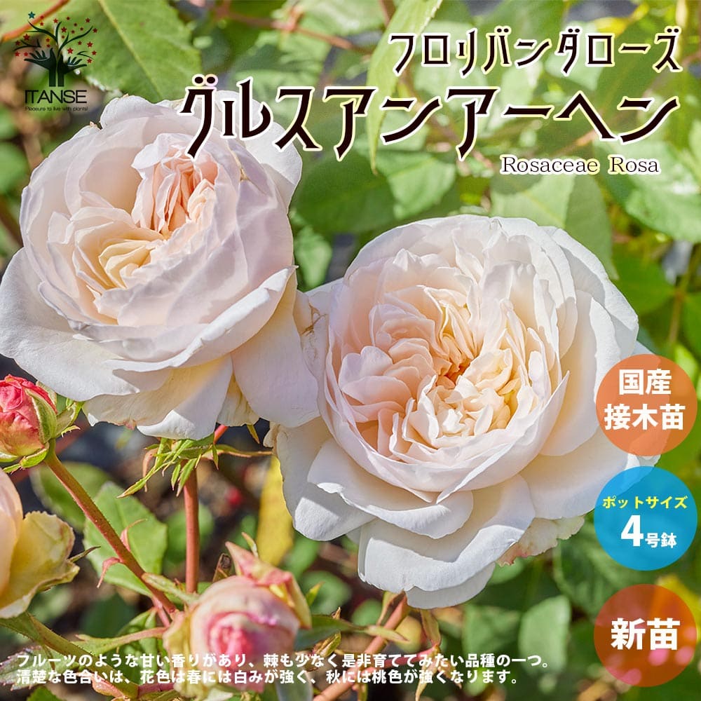 宅送] 予約販売 バラ苗 バラ大苗 スヴニールドゥアンネフランク 四季咲き 中輪 薔薇 ばら オレンジ スヴニール ドゥ アンネ フランク troe  12月上旬以降発送