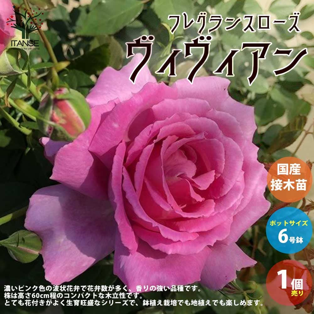 バラ：フレグランスローズ アルページュ4号鉢 の通販 | 園芸ネット