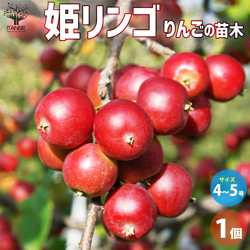 りんごひめ 姫リンゴ (ヒメリンゴ)【果樹の苗木 5号鉢／1個売り】｜ 【植物