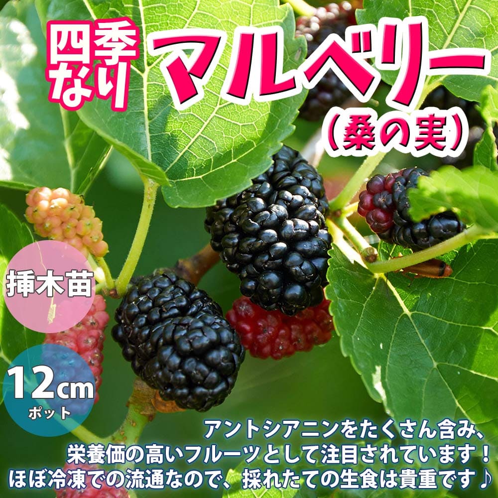 楽天市場】四季成り豊産マルベリー シャルロットリュス苗木 6号 : 千草園芸