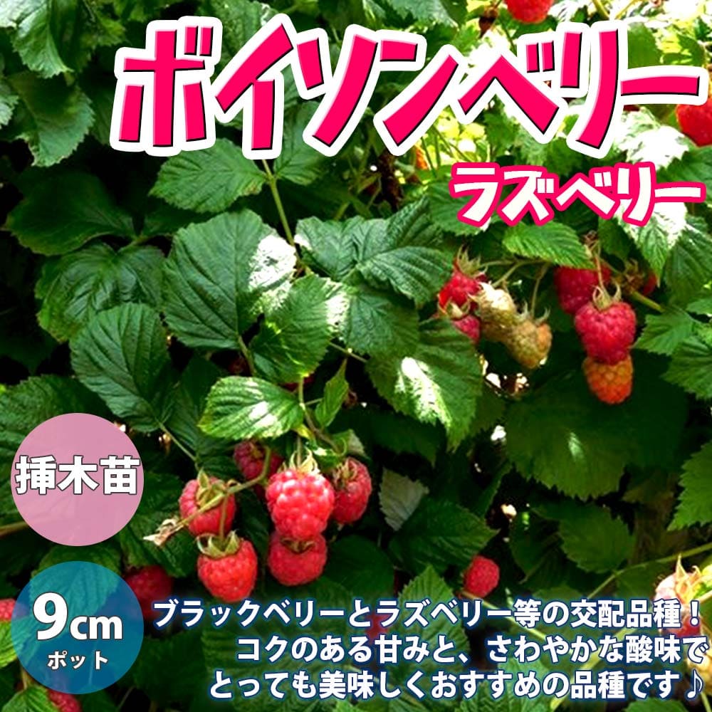 楽天市場 送料無料 ラズベリーの苗木 ボイソンベリー 果樹苗 1年生 挿木苗9cmポット 2個 ラズベリー苗 ベリー苗 ラズベリーの苗 ラズベリーの苗木 キイチゴの苗 木いちご 木苺 農園 庭植え 趣味 園芸 収穫 花木 植木 庭木 鉢植え香酸柑橘 植物販売のｉｔａｎｓｅ