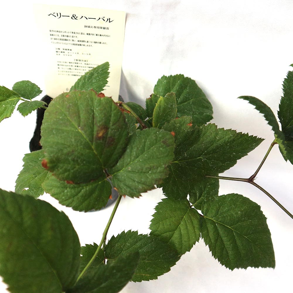 ラズベリー苗 ベリー苗 ラズベリーの苗木 木いちご ラズベリーの苗 キイチゴの苗
