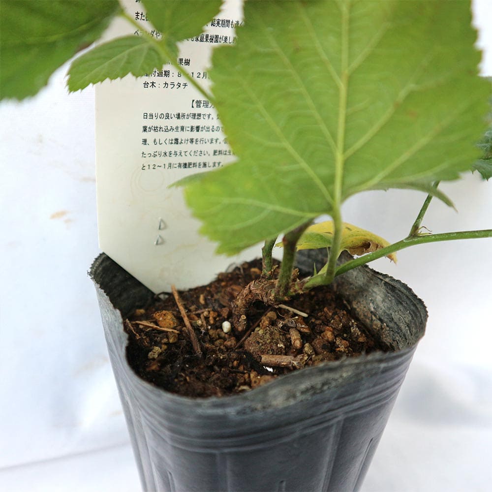 ラズベリー苗 ベリー苗 ラズベリーの苗木 木いちご ラズベリーの苗 キイチゴの苗