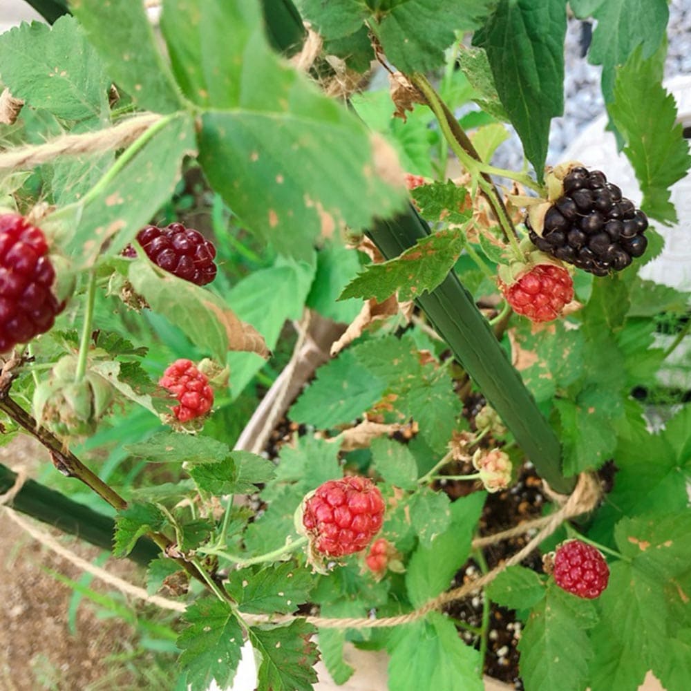 ラズベリー苗 ベリー苗 ラズベリーの苗木 木いちご ラズベリーの苗 キイチゴの苗