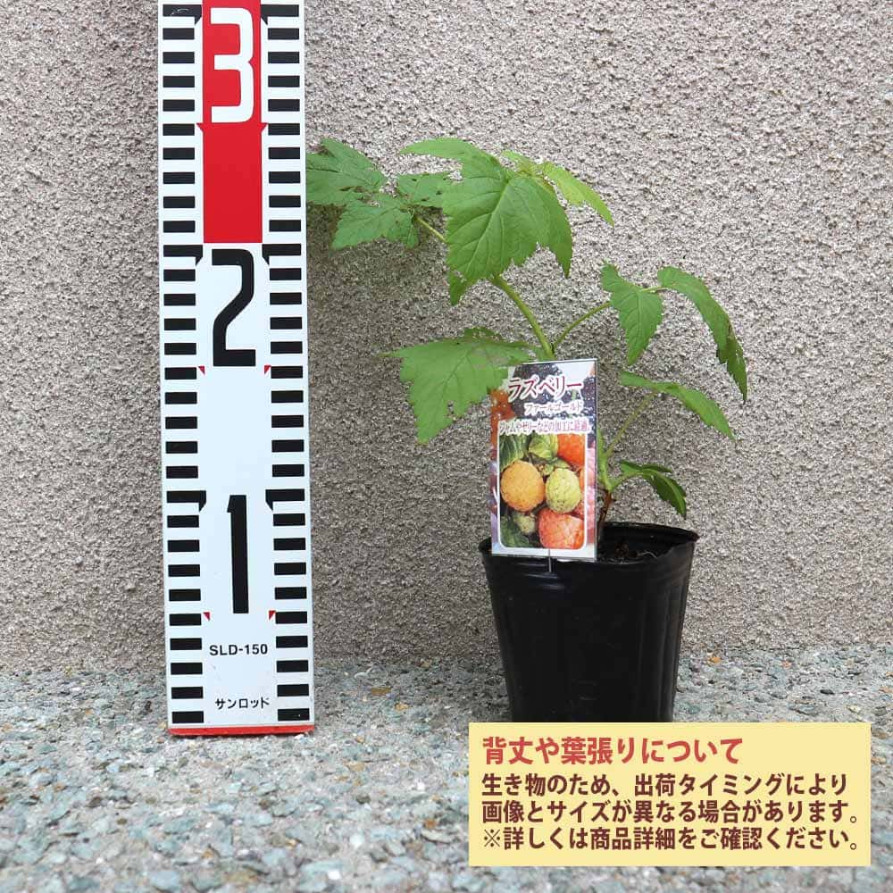 21年春の 防草シート 雑草防止 0 6m 0 6m 100個セット 厚手 高透水 高耐久 雑草対策 農用 農業資材 雑草抑制 ガーデニング 農業 園芸用 耐用年数4 6年 Fucoa Cl