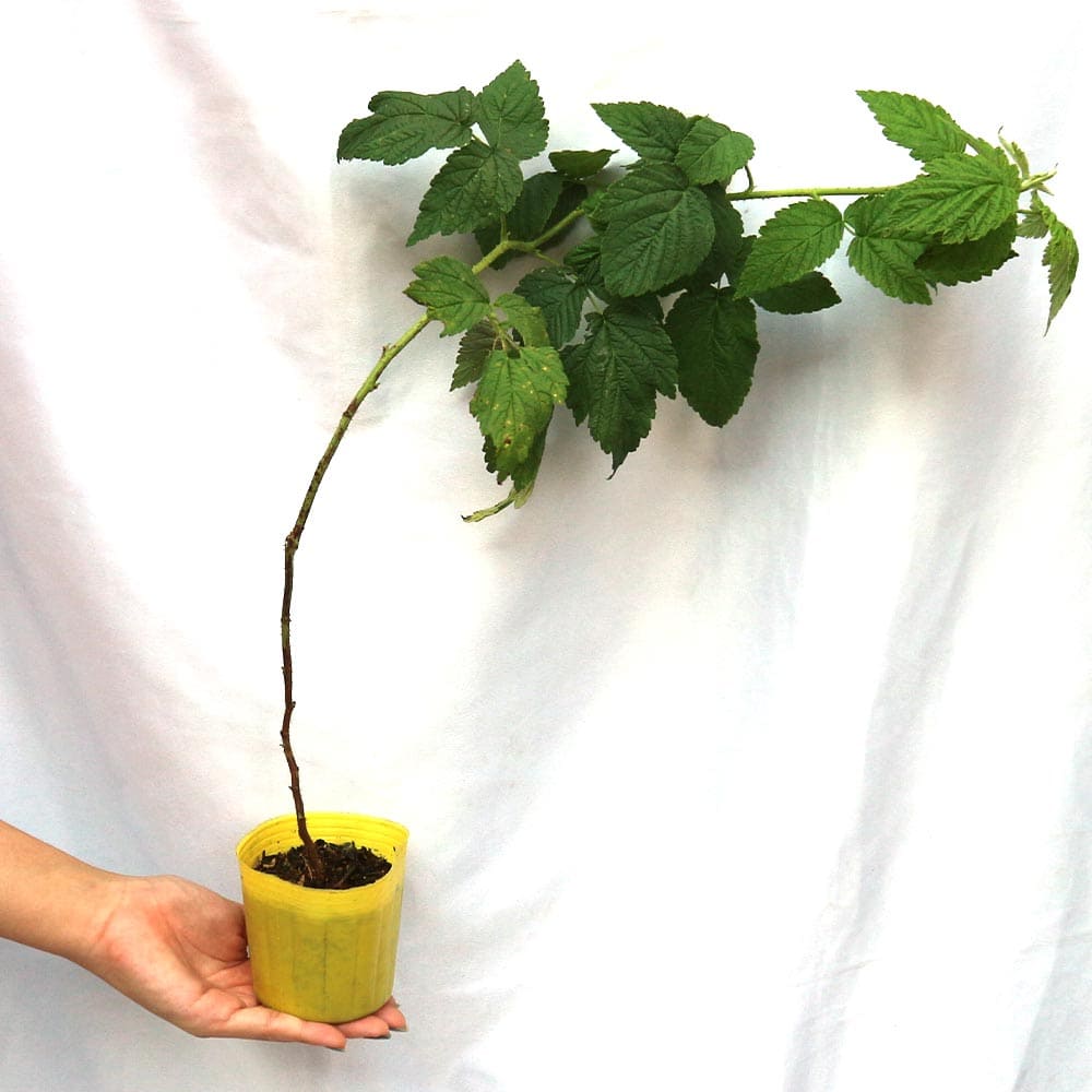 21年春の 防草シート 雑草防止 0 6m 0 6m 100個セット 厚手 高透水 高耐久 雑草対策 農用 農業資材 雑草抑制 ガーデニング 農業 園芸用 耐用年数4 6年 Fucoa Cl