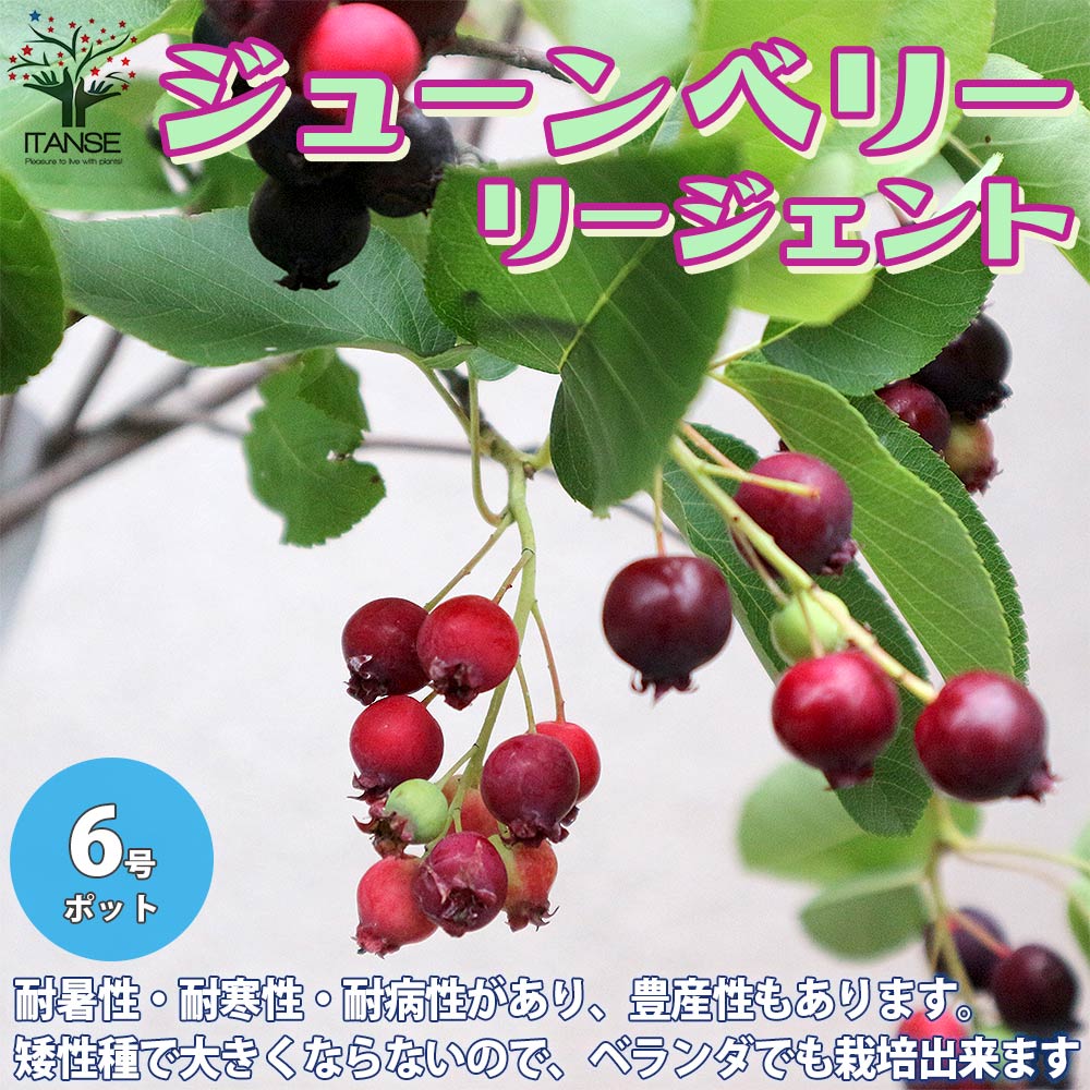 送料無料 リージェント 矮性品種 成木でも150cm程とコンパクト ジューンベリーの苗木 果樹の苗木 6号鉢 1個売り ベリー苗 ベリーの苗 ジューンベリー リージェント カラントツリー カナディアン サービスベリー 西洋ザイフリボク Fmcholollan Org Mx