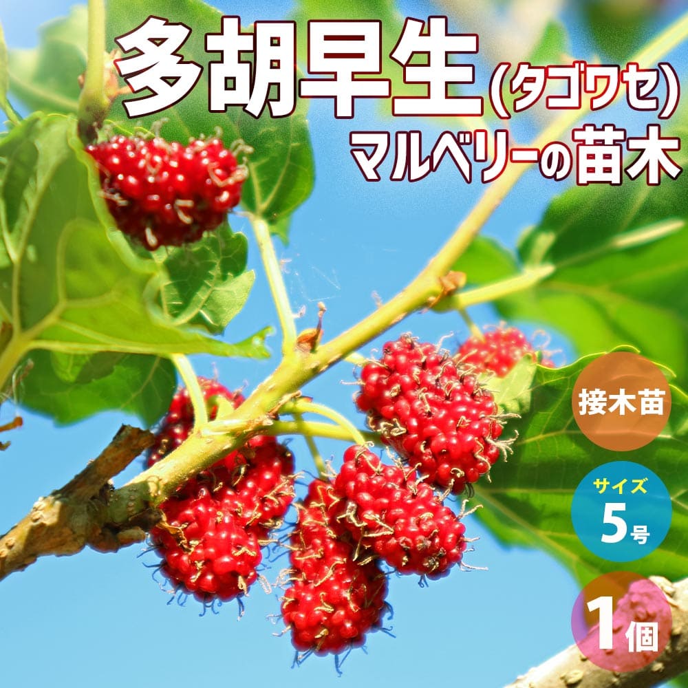 マルベリー（桑の実）の苗木10本セット　大きさ（大）　／農薬不使用 Amazon.co.jp: マルベリー(桑の木) 鈴なりマルベリー 12cmポット【品種