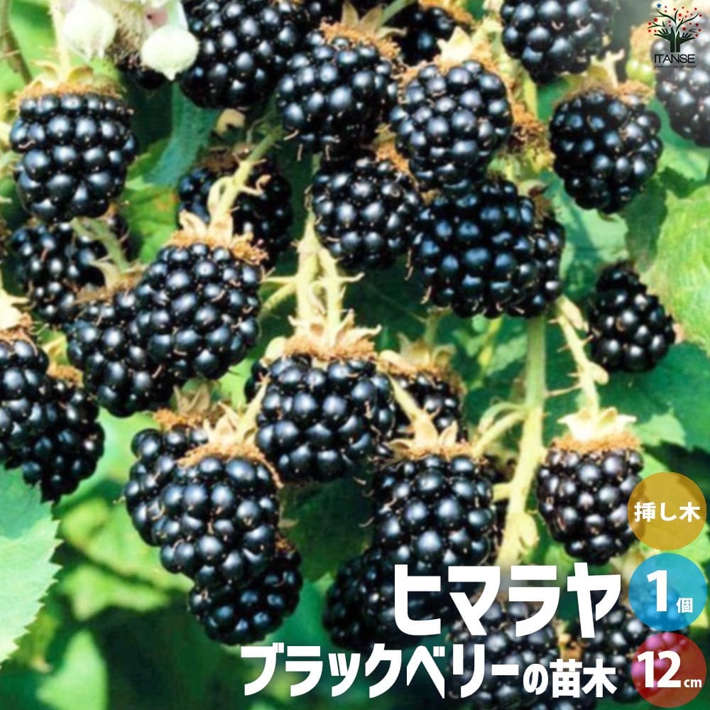 楽天市場】◇送料無料◇ ブラックベリー 苗 【トゲなし メルトン