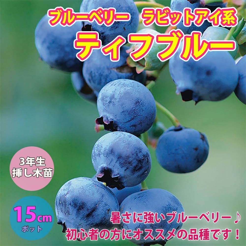 送料無料 ブルーベリー 苗木 ティフブルー 成り物苗 3年生 挿し木苗 15cmポット 1個 ラビットアイソース ぶるーべりー 大苗 自らたま物遺風 植木 庭木 生け垣 垣牆 包隠 表象木 ヴェランダ 果樹園地 挿し木 Upntabasco Edu Mx