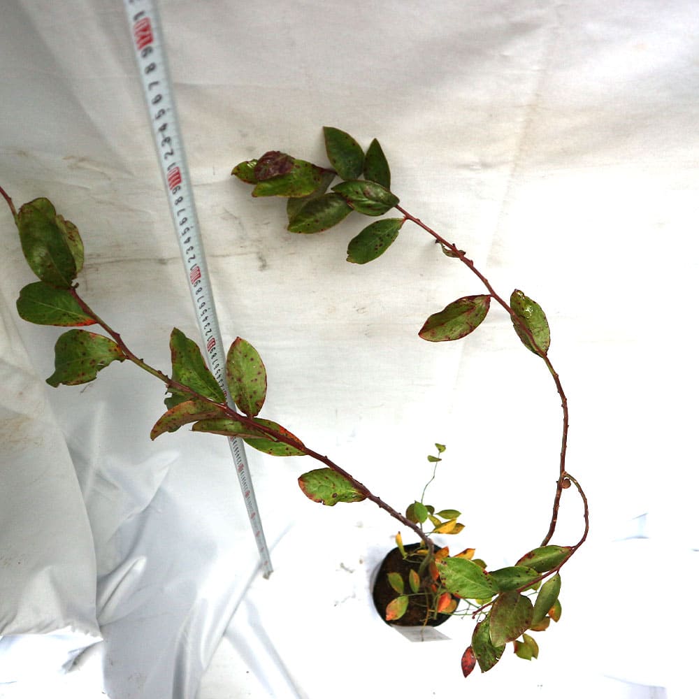 送料無料 ブルーベリー 苗木 ホームベル 果樹苗 3年生 挿し木苗 15cmポット 1個 ラビットアイ系 ぶるーべりー 大苗 自家結実性 植木 庭木 生垣 生け垣 垣根 目隠し シンボルツリー ベランダ 果樹園 挿木 Sermus Es