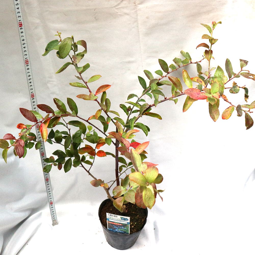 送料無料 ブルーベリー 苗木 ウッタード 果樹苗 3年生 挿し木苗 15cmポット 1個 ラビットアイ系 ぶるーべりー 大苗 自家結実性 植木 庭木 生垣 生け垣 垣根 目隠し シンボルツリー ベランダ 果樹園 挿木 Sermus Es