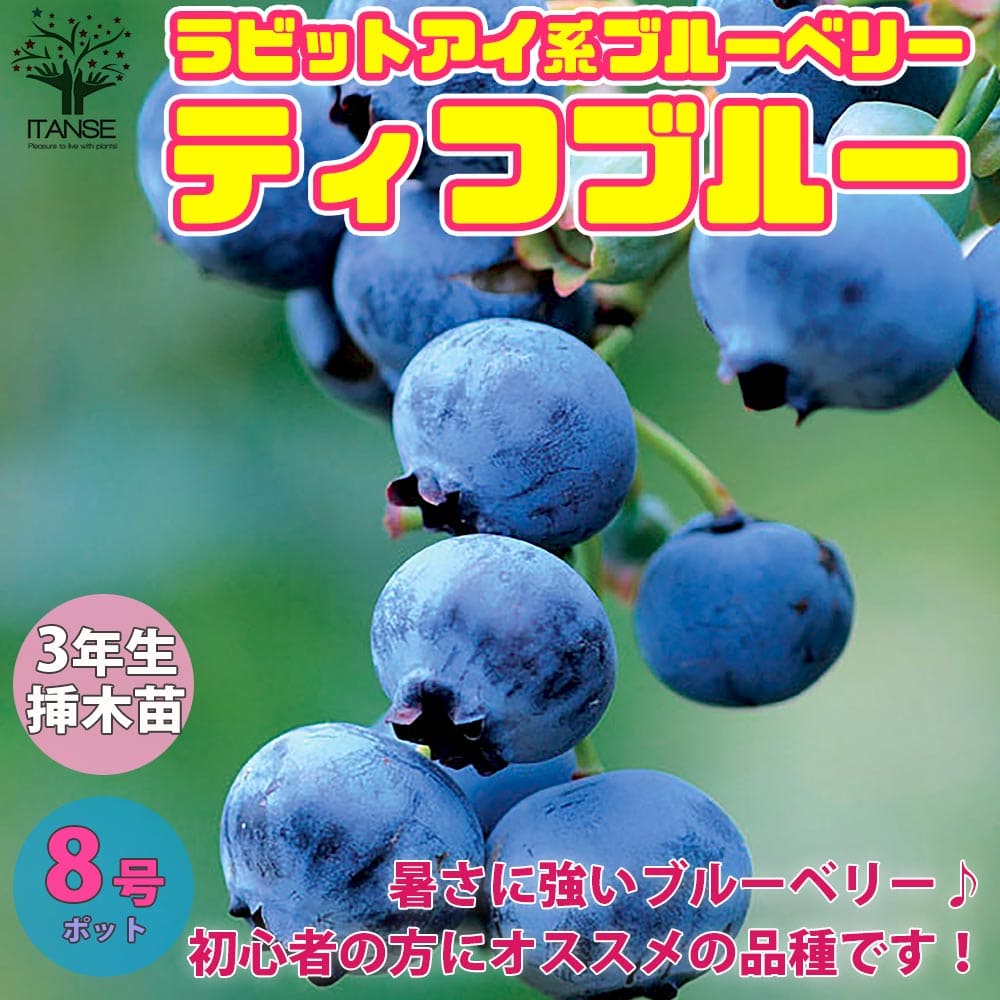 貨物輸送無料 ティフ青 ブルーベリーの若木 結末樹の苗木 8号ポット 3馬齢系譜 挿木大苗 1個売り ブルーベリー苗木 ぶるーべりー Blue Berry ガーデニング 進物 シンボルツリー 賦する 幣物 花木 植木 シンボルツリー園庭生り木 果樹苗 果樹 果物 くだもの 養殖 ファーム