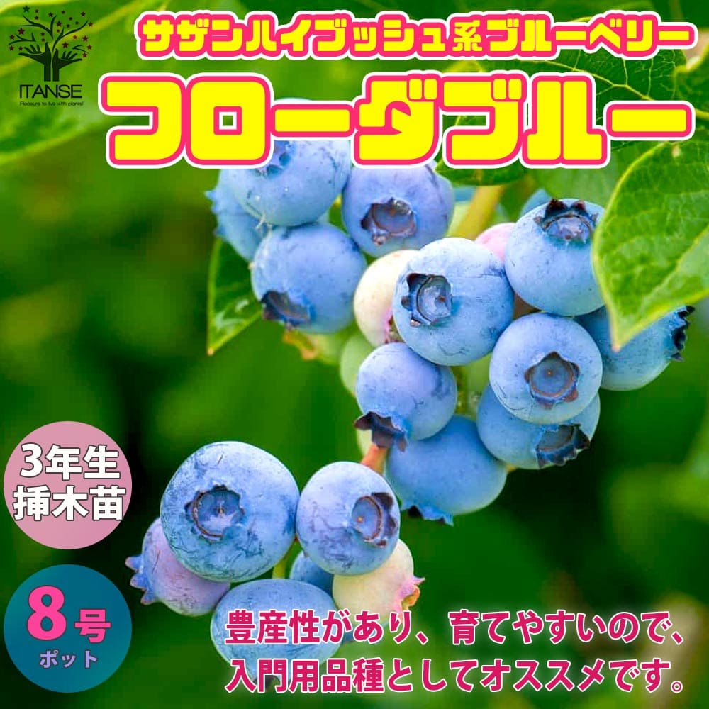 送料無料 フローダブルー ブルーベリーの若木 毛並木の苗木 8号数ポット 3年生 挿木大苗 1個売り ブルーベリー苗木 ぶるーべりー Blue Berry ガーデニング 戴き物 標号天然木 ギブ 頂き物 花木 植木 シンボルツリーガーデン作用樹 果樹苗 果樹 果物 くだもの 作出す 栽培