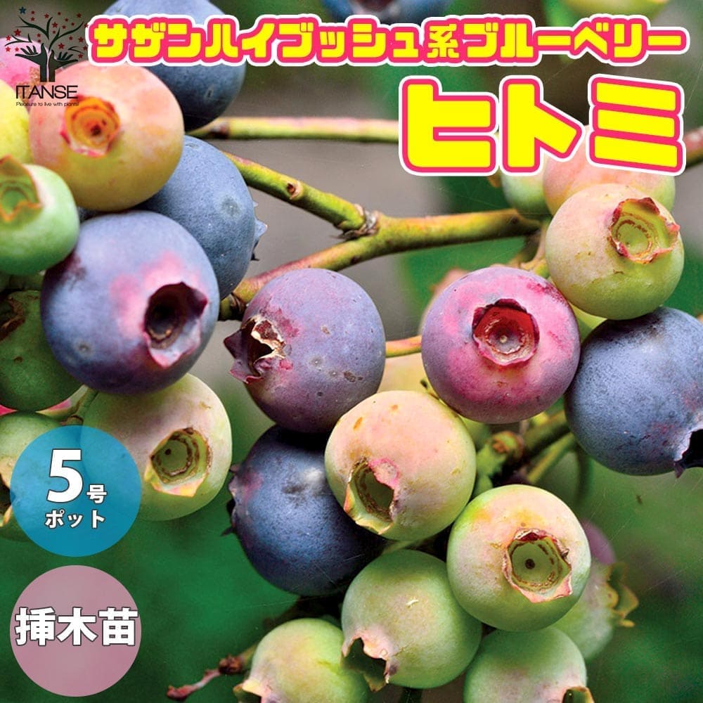 送料無料 サザンハイブッシュ系 ヒトミ ブルーベリーの苗木 果樹の苗木 5号鉢 1個売り ブルーベリー苗木 ぶるーべりー Blue Berry ガーデニング ギフト シンボルツリー 贈答 プレゼント 花木 植木 シンボルツリー庭園果樹 septicin Com