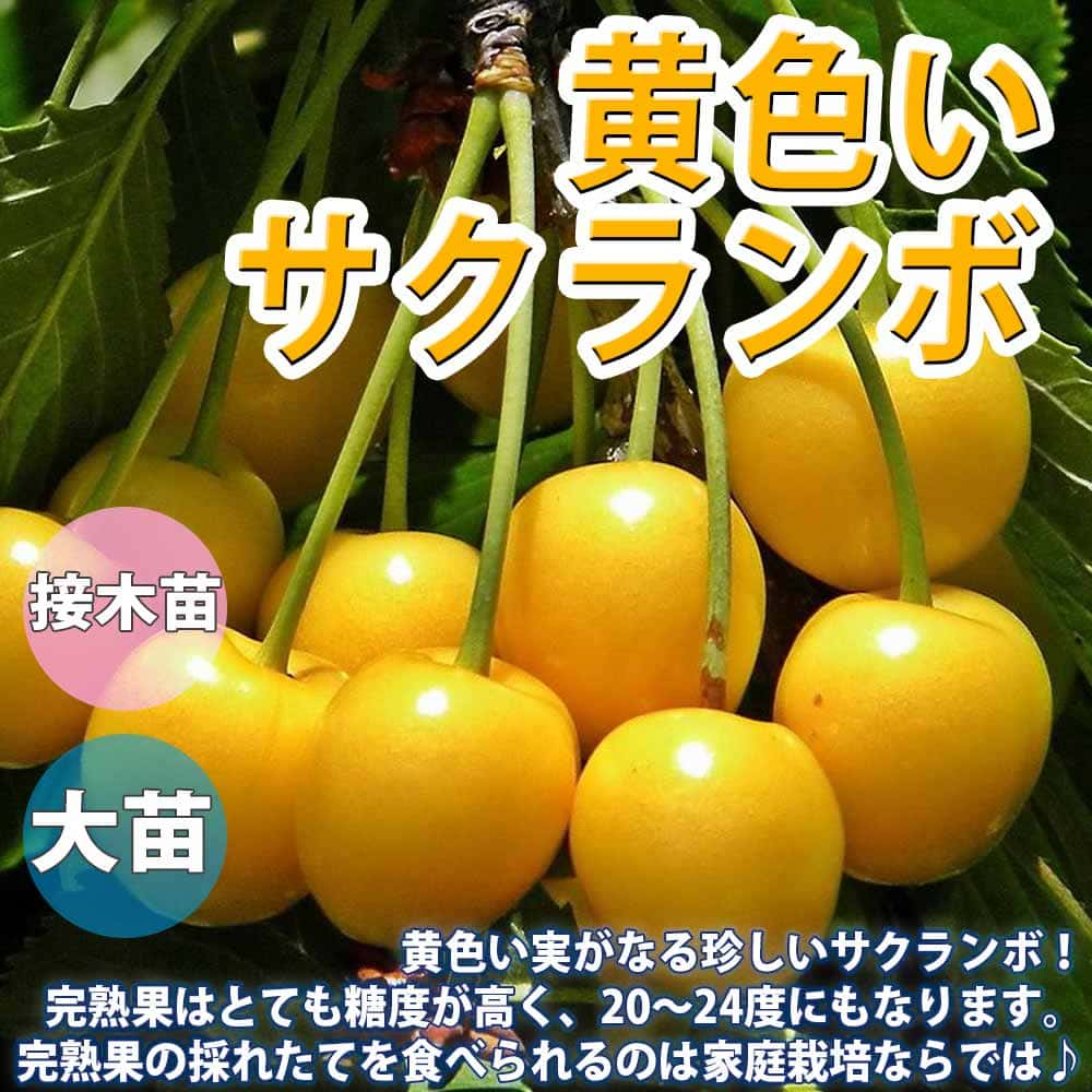 大きい割引 さくらんぼ 苗木 苗 暖地桜桃 1株 桜桃 チェリー サクランボの木 果樹苗 国華園