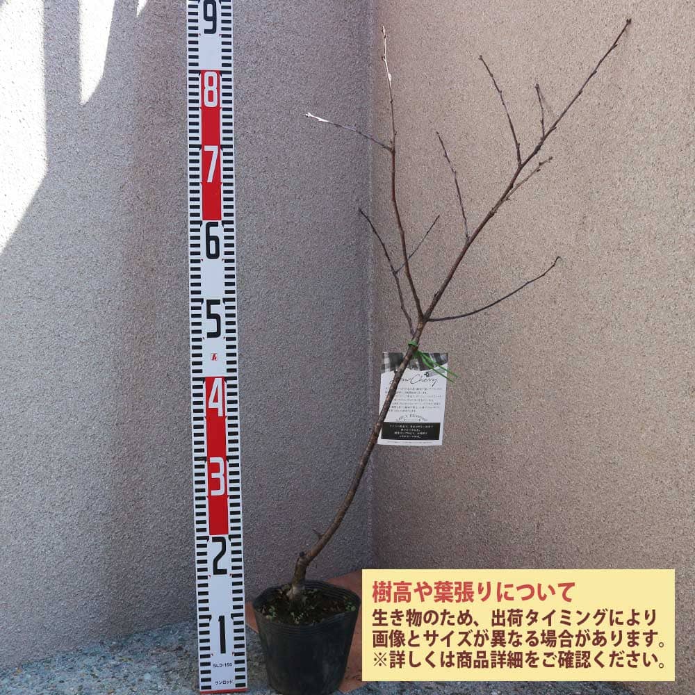 貨物輸送無料 さくらんぼの若木 サワー桜ん坊 アーリーバージニアの州都 成物の苗木 4 5サイズポット 接木 1個売り さくらんぼ苗 チェリー苗 サクランボの苗木 チェリーの苗 くね 表徴成木 記念高木 果樹の苗木 Acilemat Com