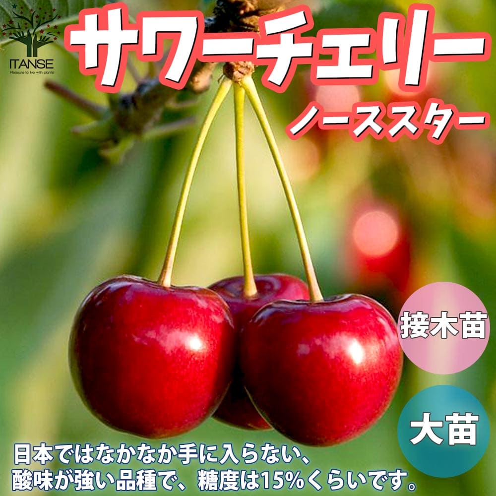 さくらんぼ カワサキパーツ/ウエア＆グッズオンラインショップカワサキ