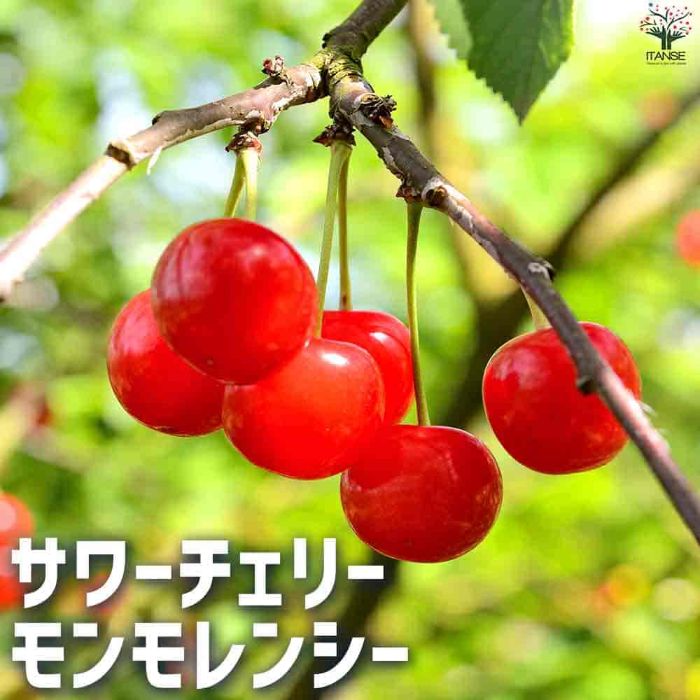楽天市場】【送料無料】シャッテンモレロー サワーチェリーの 楽天市場】【送料無料】シャッテンモレロー サワーチェリーの