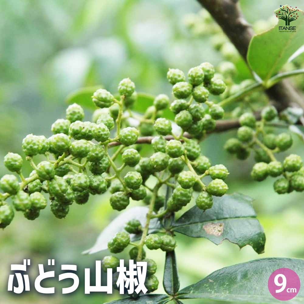 楽天市場】□優良2年生大苗□ 山椒 苗 【スーパーストロング