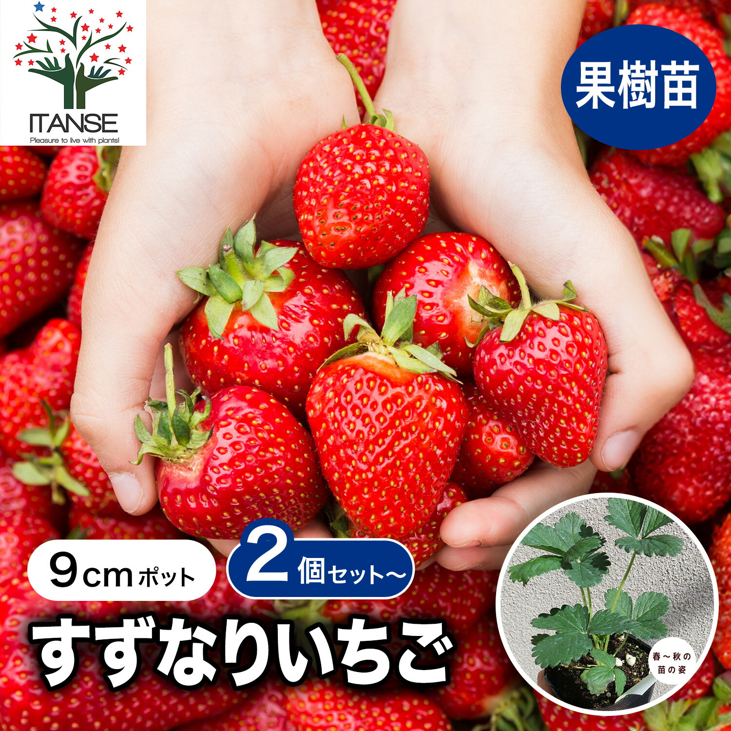 楽天市場】いちご 苗 いちごの苗 イチゴ苗 宝交早生 ほうこうわせ