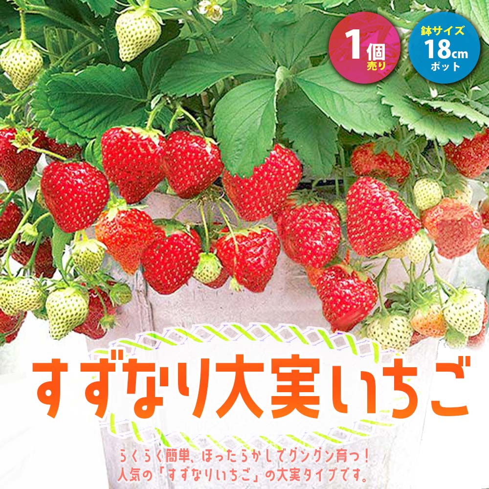 すずなり大実いちごいちご苗 イチゴ苗 苺苗 ストロベリー いちご狩り ガーデング 家庭