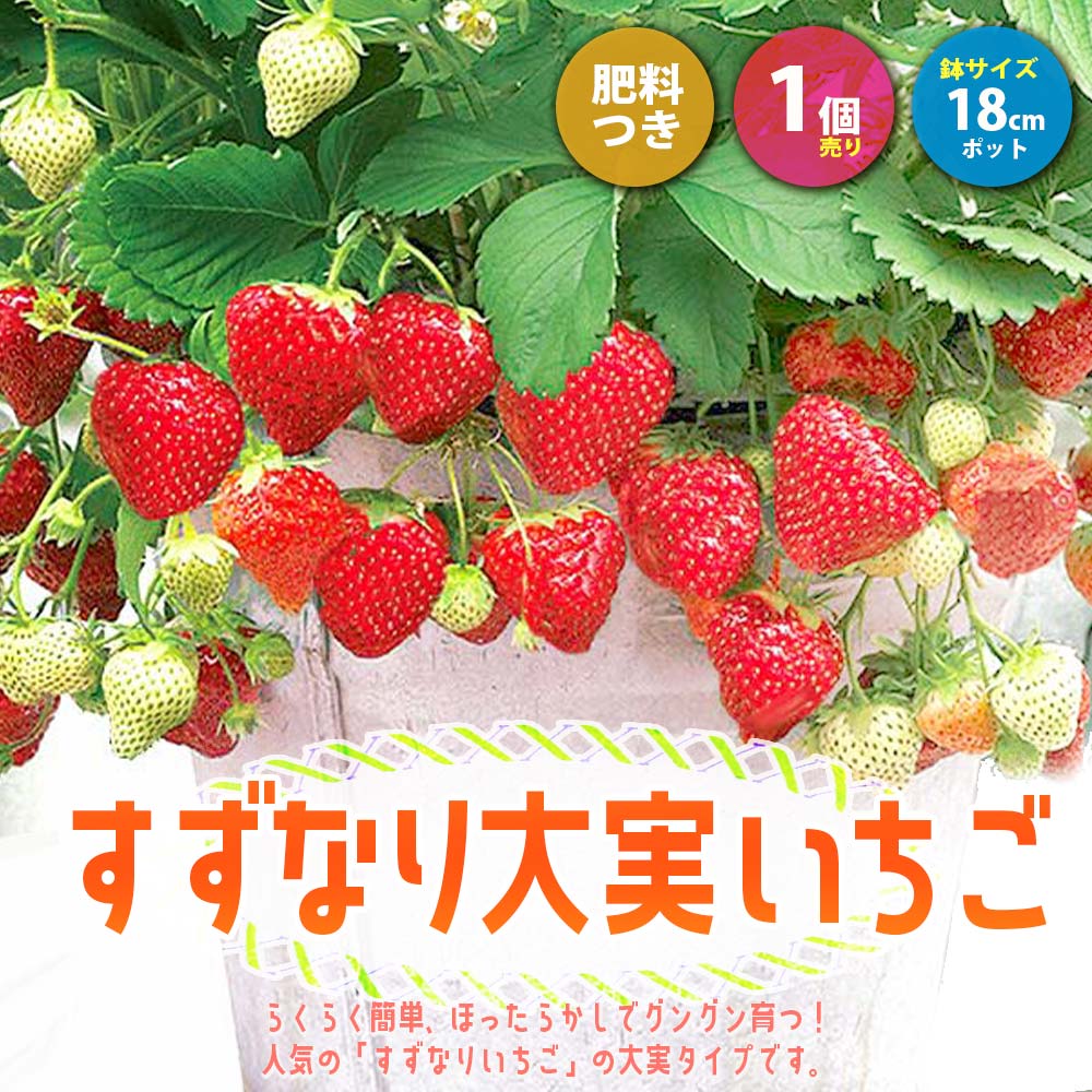 楽天市場】【ポイント5倍☆マラソン期間】すずなり大実いちご