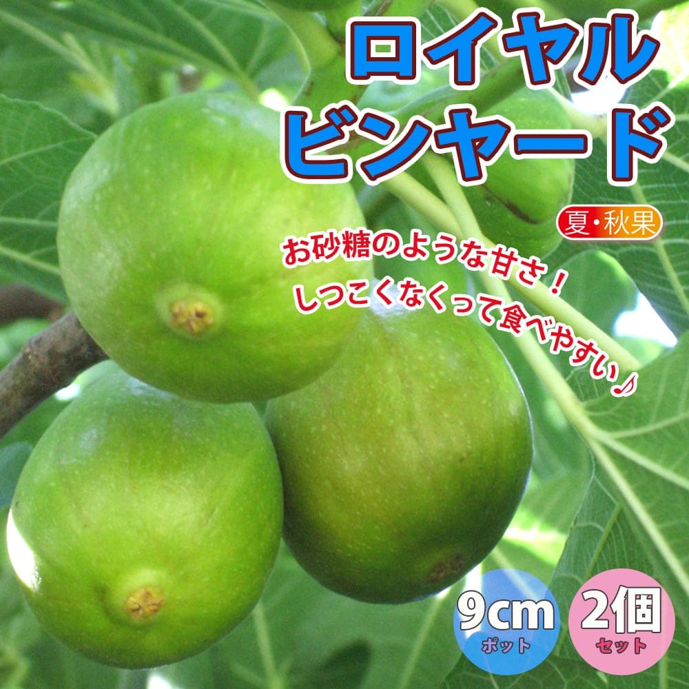 楽天市場 送料無料 イチジク ロイヤルビンヤード 果樹苗 9cmポット 2個セット いちじく苗 無花果 夏秋兼用果 苗木 ドライフルーツ 初心者 育てやすい 栄養価 ヘルシー スイーツ ベランダ 甘い 品種 Fig 植物販売のｉｔａｎｓｅ楽天市場店