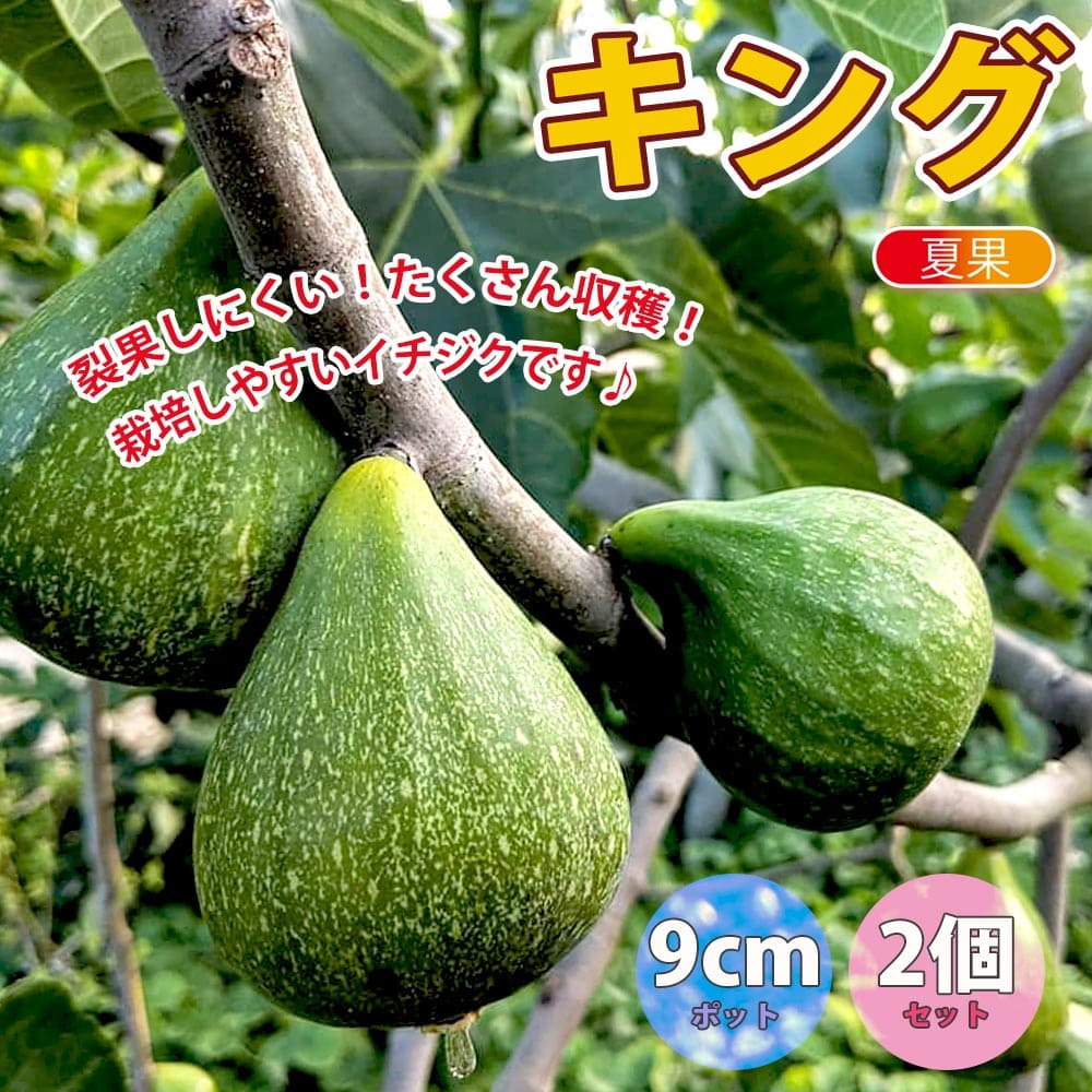 楽天市場 送料無料 イチジク ザ キング 果樹苗 9cmポット 2個セット いちじく苗 無花果 夏果 苗木 ドライフルーツ 初心者 育てやすい 栄養価 ヘルシー スイーツ ベランダ 糖度 甘い 品種 Fig 植物販売のｉｔａｎｓｅ楽天市場店