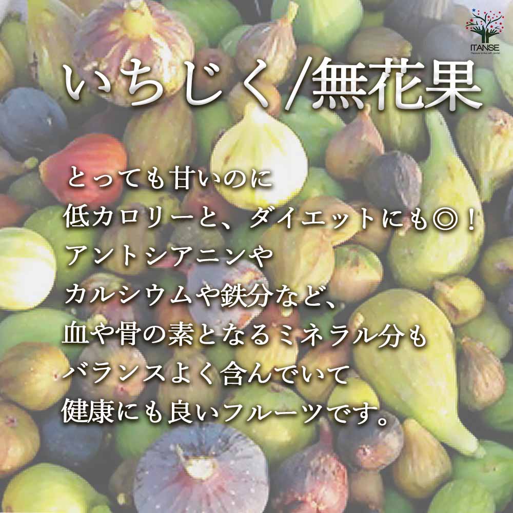 品質検査済 イチジク苗 イチジク苗木 イチジクの苗 無花果 果樹苗 果樹 果物 くだもの 栽培 ガーデニング 家庭菜園 鉢植え 庭植え Eurobservatory Globalandlocal It