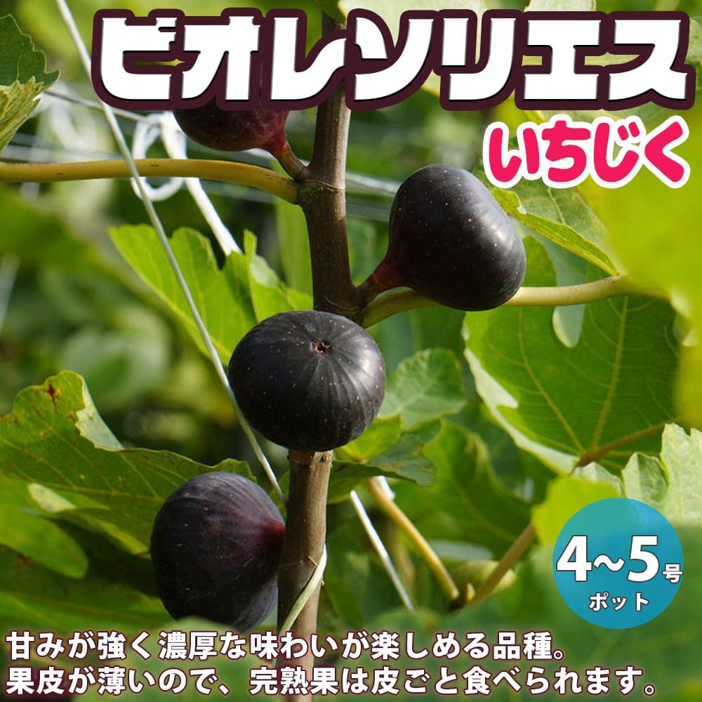 送料無料 ビオレソリエス イチジクの苗木 果樹の苗木 12 15cm 1個売り イチジク苗 イチジク苗木 イチジクの苗 無花果 果樹苗 果樹 果物 くだもの 栽培 ガーデニング 家庭菜園 鉢植え 庭植え Francophile Dk