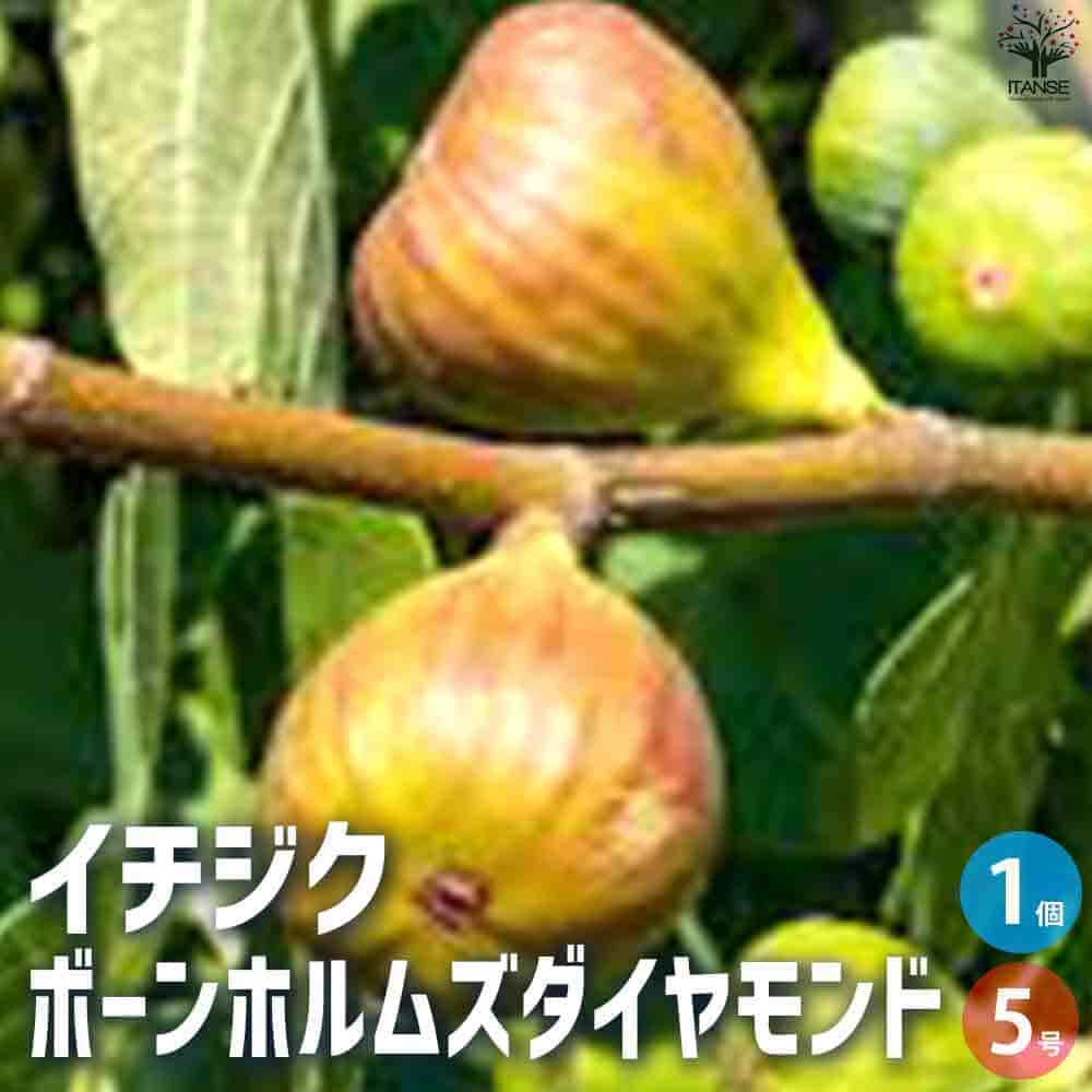 楽天市場】いちじく 【 ボーンホルムズダイヤモンド】 1年生