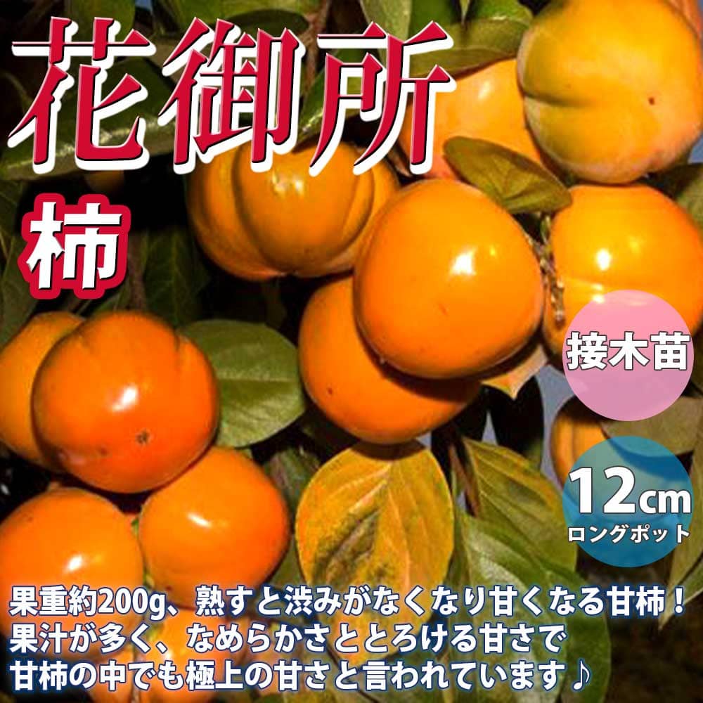 楽天市場 送料無料 柿の苗木 花御所 果樹苗 2年生 接木苗12cmロングポット 1個 柿苗 柿の苗 柿の木 柿の苗木 かきの苗 カキの苗 庭植え 花木 植木 庭木 鉢植え 生け垣 シンボルツリー 新築祝い 記念樹 路地植え 販売店 通販 渋柿 甘柿 カキノキ 植物販売の