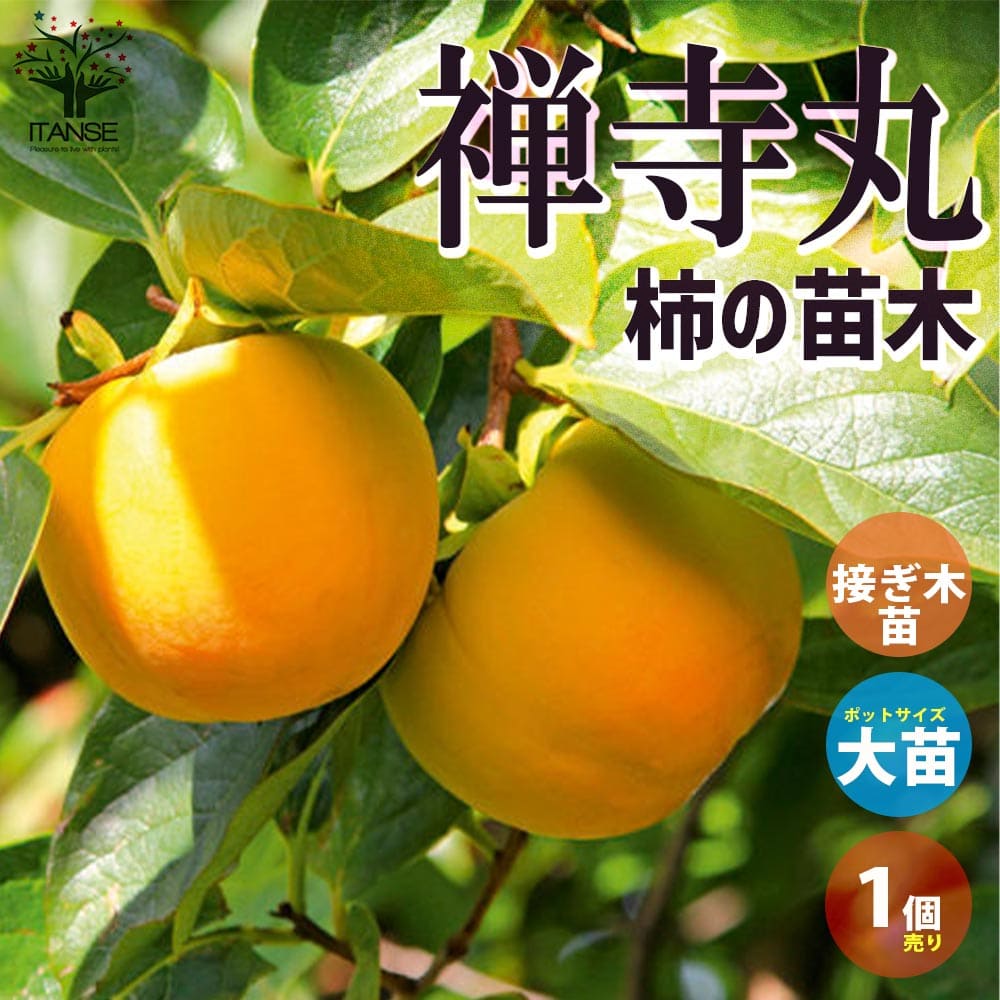 人気 珍しい 鉢ごと発送 果樹苗木 甘い 黒柿 果樹 - 果樹
