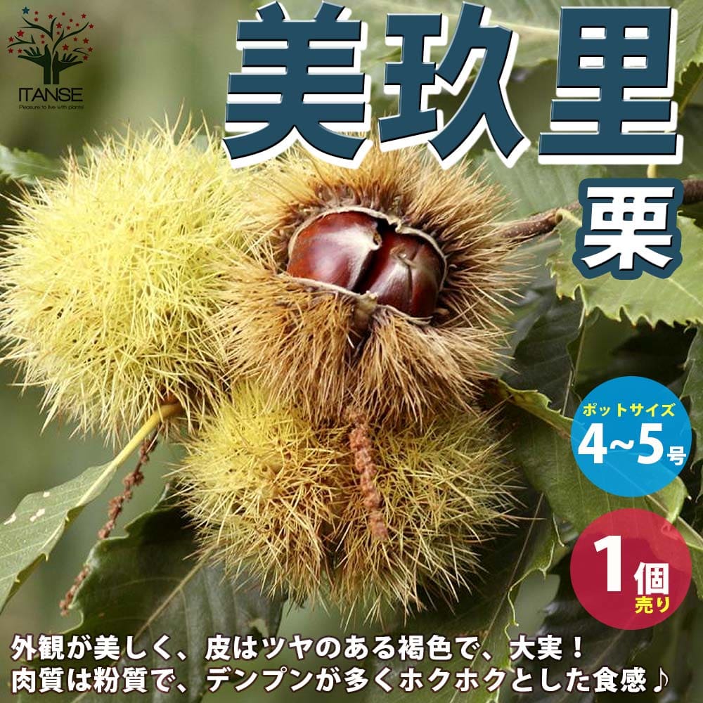 栗かぐや苗500本送料込み 栗山家（くりさんが） | 叶 匠壽庵 公式オンラインショップ