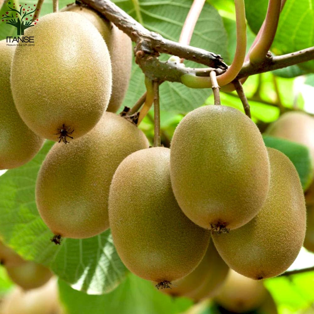 まとめ買いでお得 キウイ苗 キウイの苗 キウイ苗木 Kiwi きうい ガーデニング 家庭菜園 Qdtek Vn