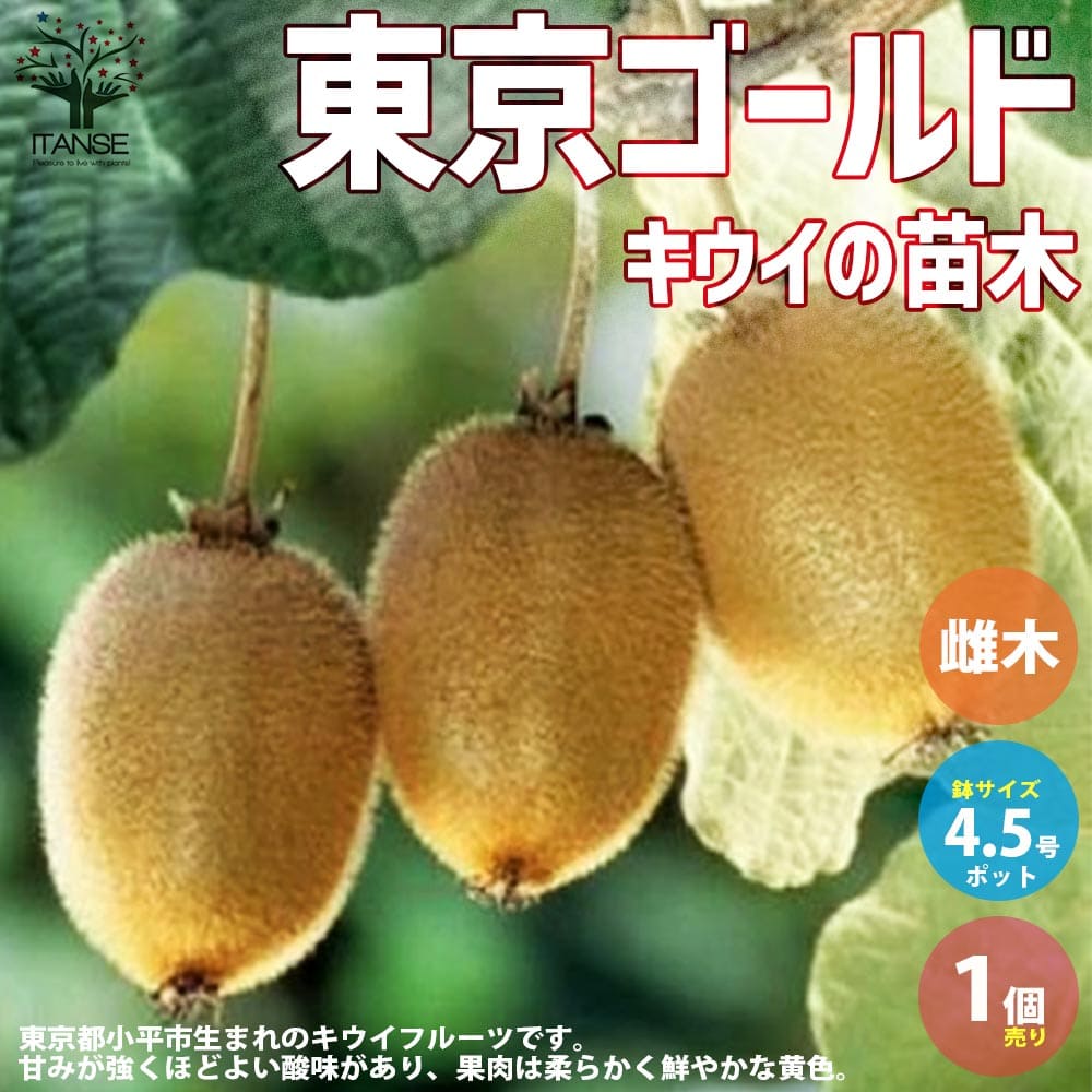 楽天市場】【送料無料】キウイの苗木東京ゴールド【果樹の苗木 接木苗4.5号／1個売り】キウイ苗 キウイの苗 キウイ苗木 kiwi きうい ガーデニング  家庭菜園 PVP : 植物販売のＩＴＡＮＳＥ楽天市場店