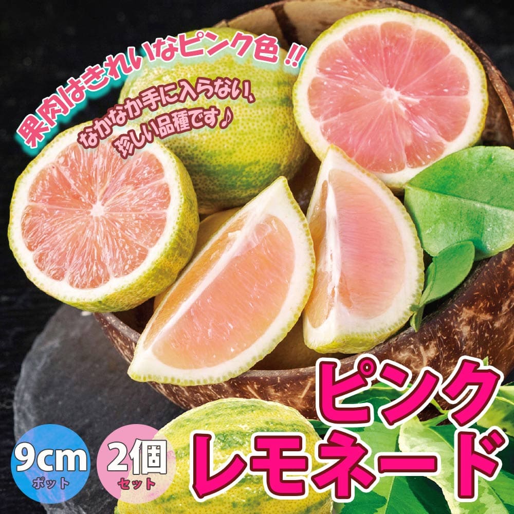 楽天市場】斑入りレモンの木 ピンクレモネード（檸檬）果樹 苗木