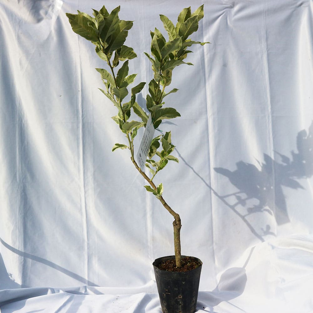 送料無料 レモン ピンクレモネード 果樹苗 2年生 接木苗 15cmポット 1本 レモン苗 檸檬 れもん ベランダ 苗木 柑橘 香酸 ミカン 農園 農場 露地 シンボルツリー 耐寒性 自家結実性 甘い 常緑 Schwimmbad Delphine De