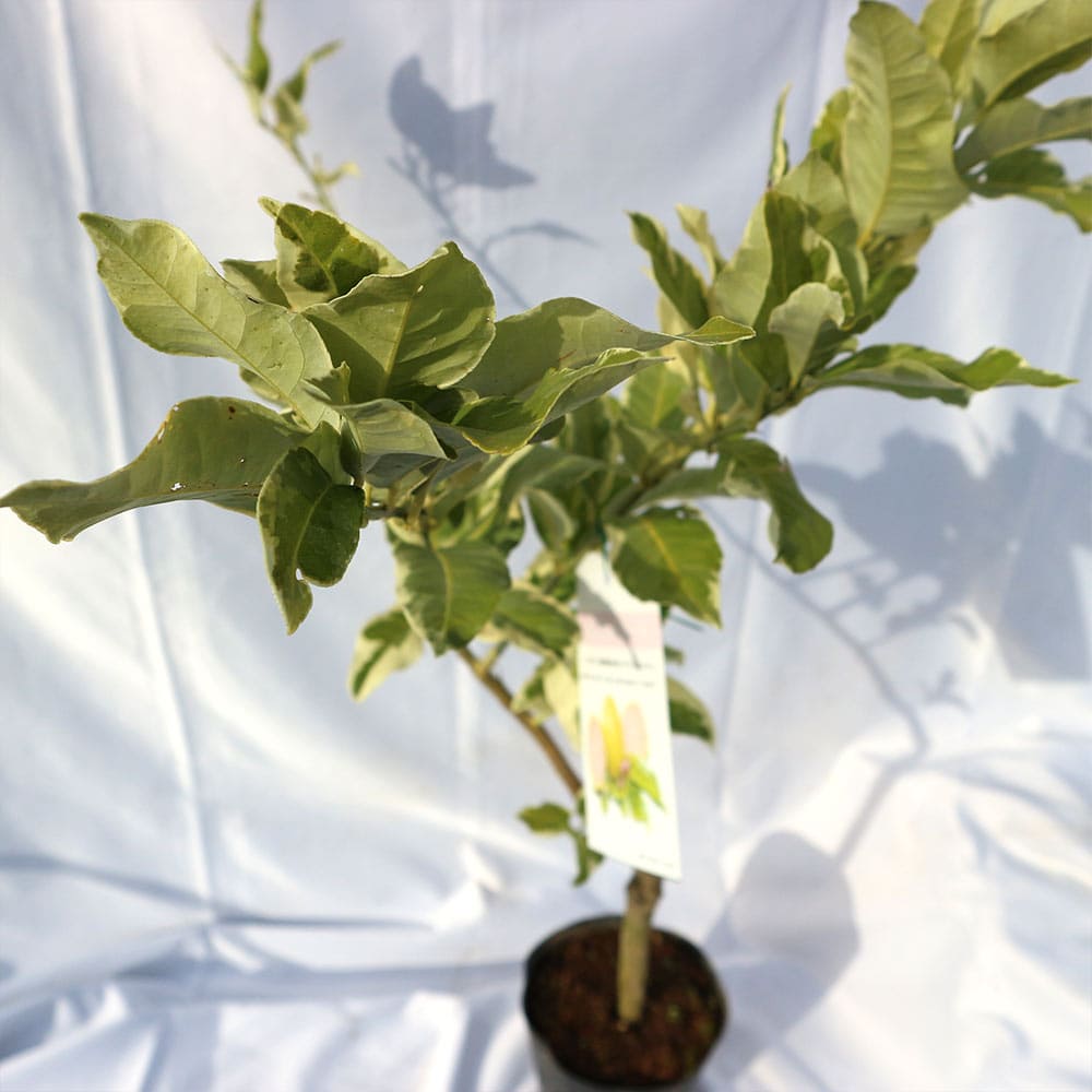 送料無料 レモン ピンクレモネード 果樹苗 2年生 接木苗 15cmポット 1本 レモン苗 檸檬 れもん ベランダ 苗木 柑橘 香酸 ミカン 農園 農場 露地 シンボルツリー 耐寒性 自家結実性 甘い 常緑 Schwimmbad Delphine De