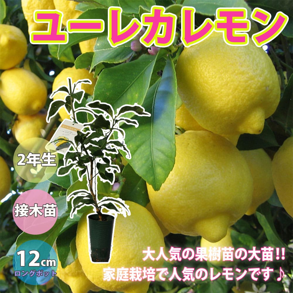 楽天市場】【送料無料】四季成り アレンユーレカレモン 今年から実が